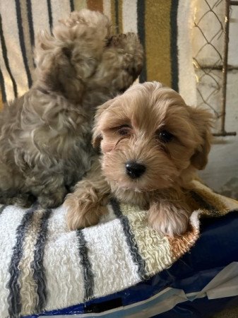 Bichon Havanese