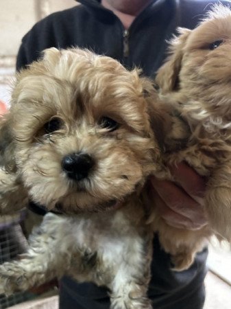 Bichon Havanese