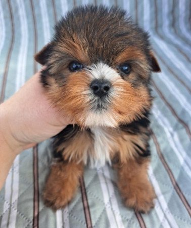 Yorkshire terrier