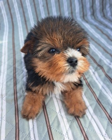 Yorkshire terrier