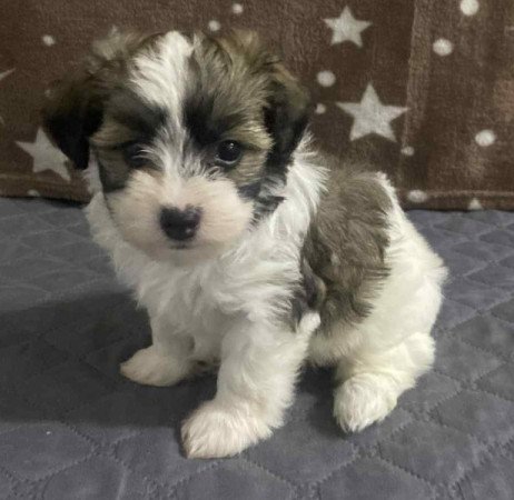 Bichon havanese