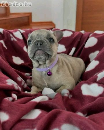 Francia bulldog kölykök örökbefogadásra