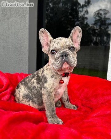 Francia bulldog kölykök örökbefogadásra