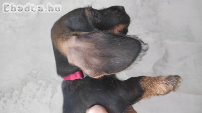 Szálkás szőrű tacskó