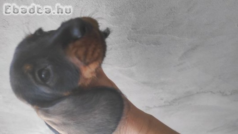 Szálkás szőrű tacskó