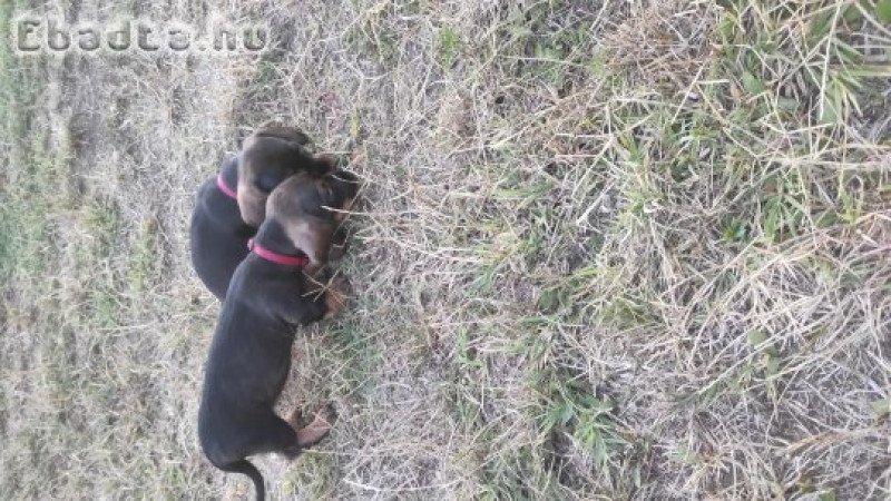 Szálkás szőrű tacskó