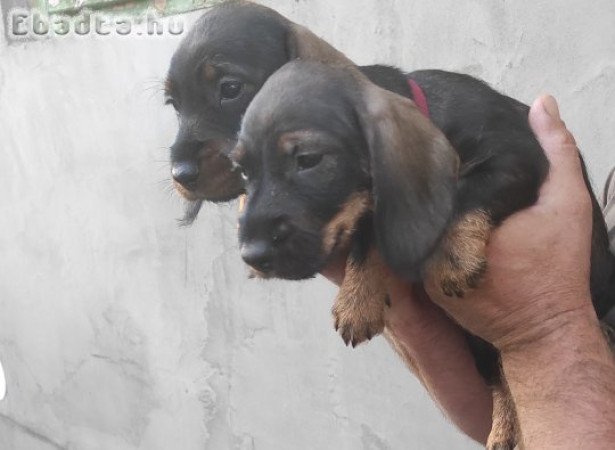 Szálkás szőrű tacskó