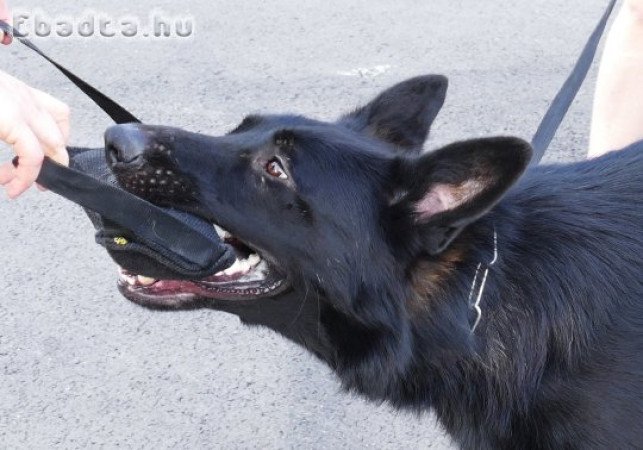Elit származású fekete németjuhász áron alul eladó