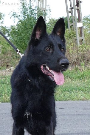 Elit származású fekete németjuhász áron alul eladó