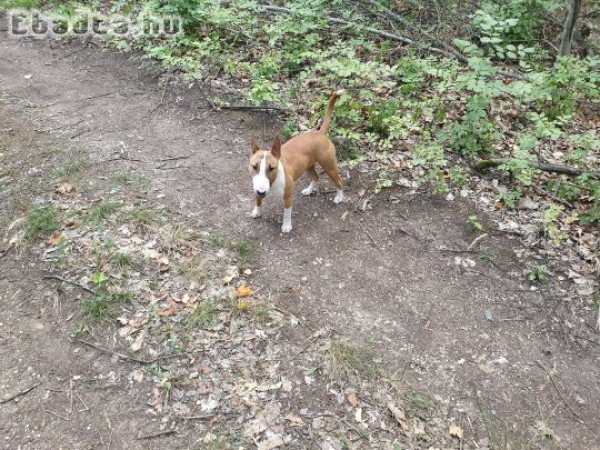 Miniatűr bullterrier 8 hónapos szuka kiskutya