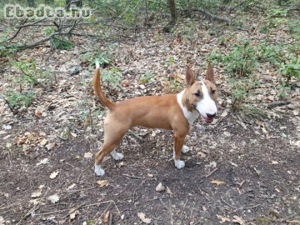 Miniatűr bullterrier 8 hónapos szuka kiskutya