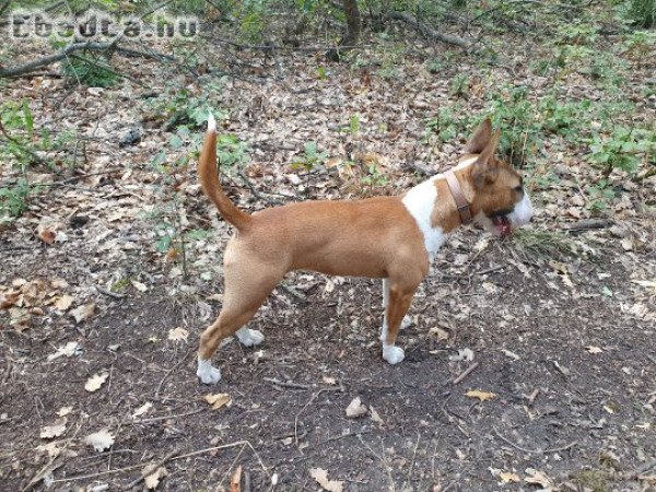 Miniatűr bullterrier 8 hónapos szuka kiskutya