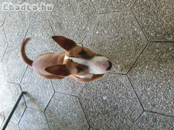 Miniatűr bullterrier 8 hónapos szuka kiskutya