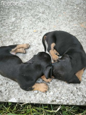 Fajtiszta tacskó kiskutyák eladók