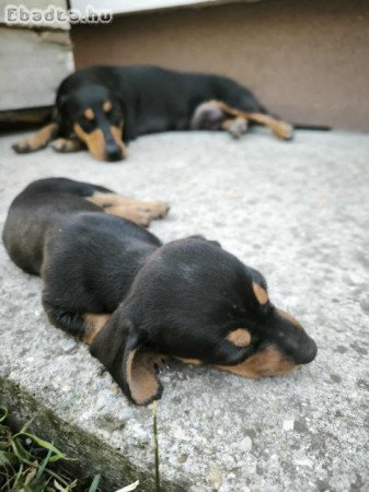 Fajtiszta tacskó kiskutyák eladók