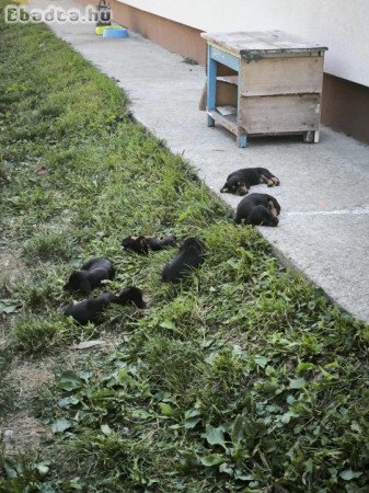 Fajtiszta tacskó kiskutyák eladók