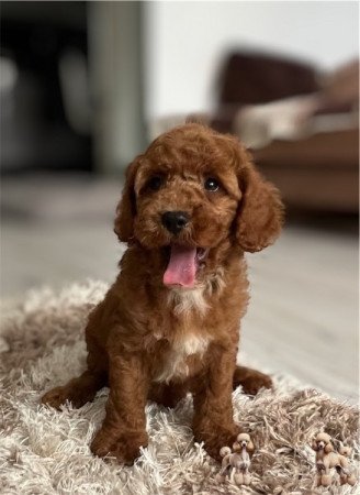 Cavapoo