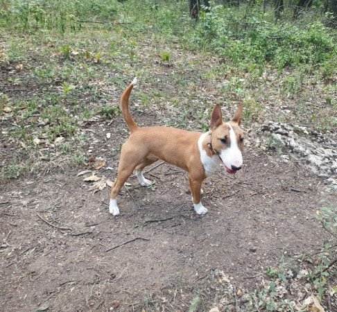 Miniatűr bullterrier