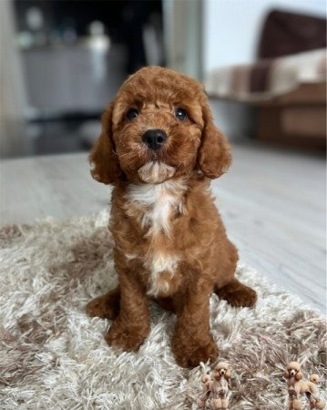 Cavapoo