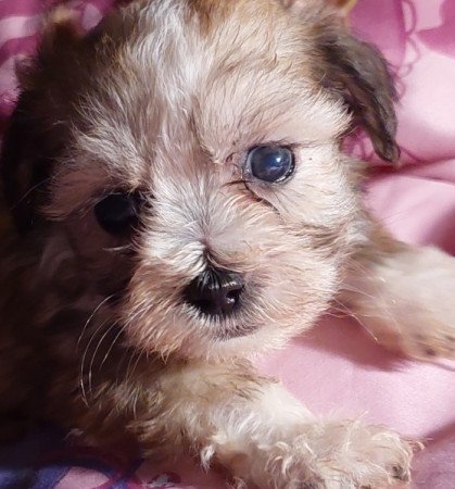 Bichon havanese