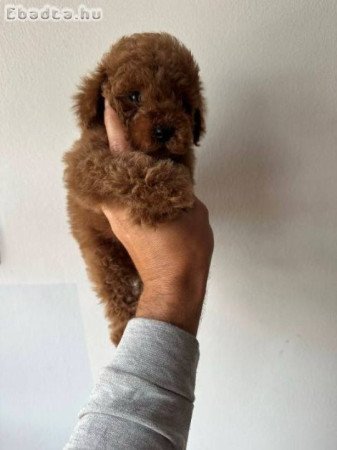 Vörös és barackszínű miniatűr uszkárok