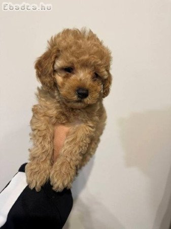 Vörös és barackszínű miniatűr uszkárok