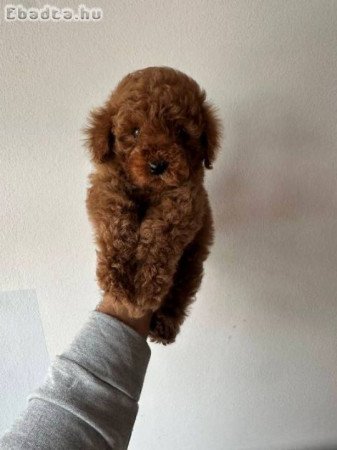 Vörös és barackszínű miniatűr uszkárok