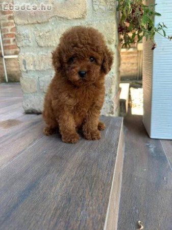 Vörös és barackszínű miniatűr uszkárok