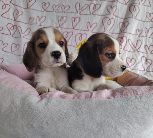 Beagle