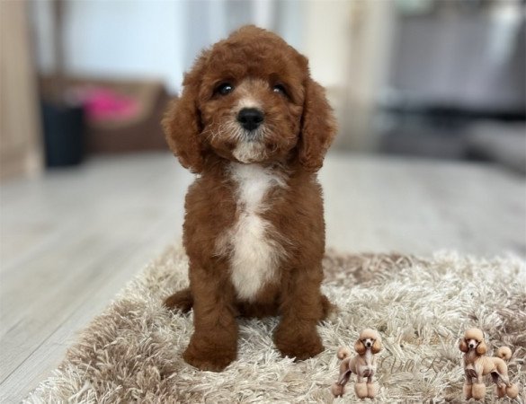 Cavapoo
