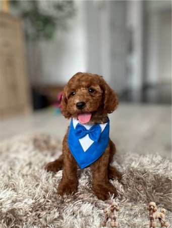 Cavapoo
