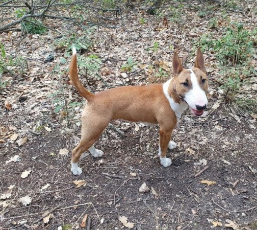 Miniatűr bullterrier