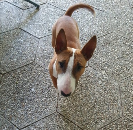 Miniatűr bullterrier