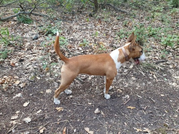 Miniatűr bullterrier