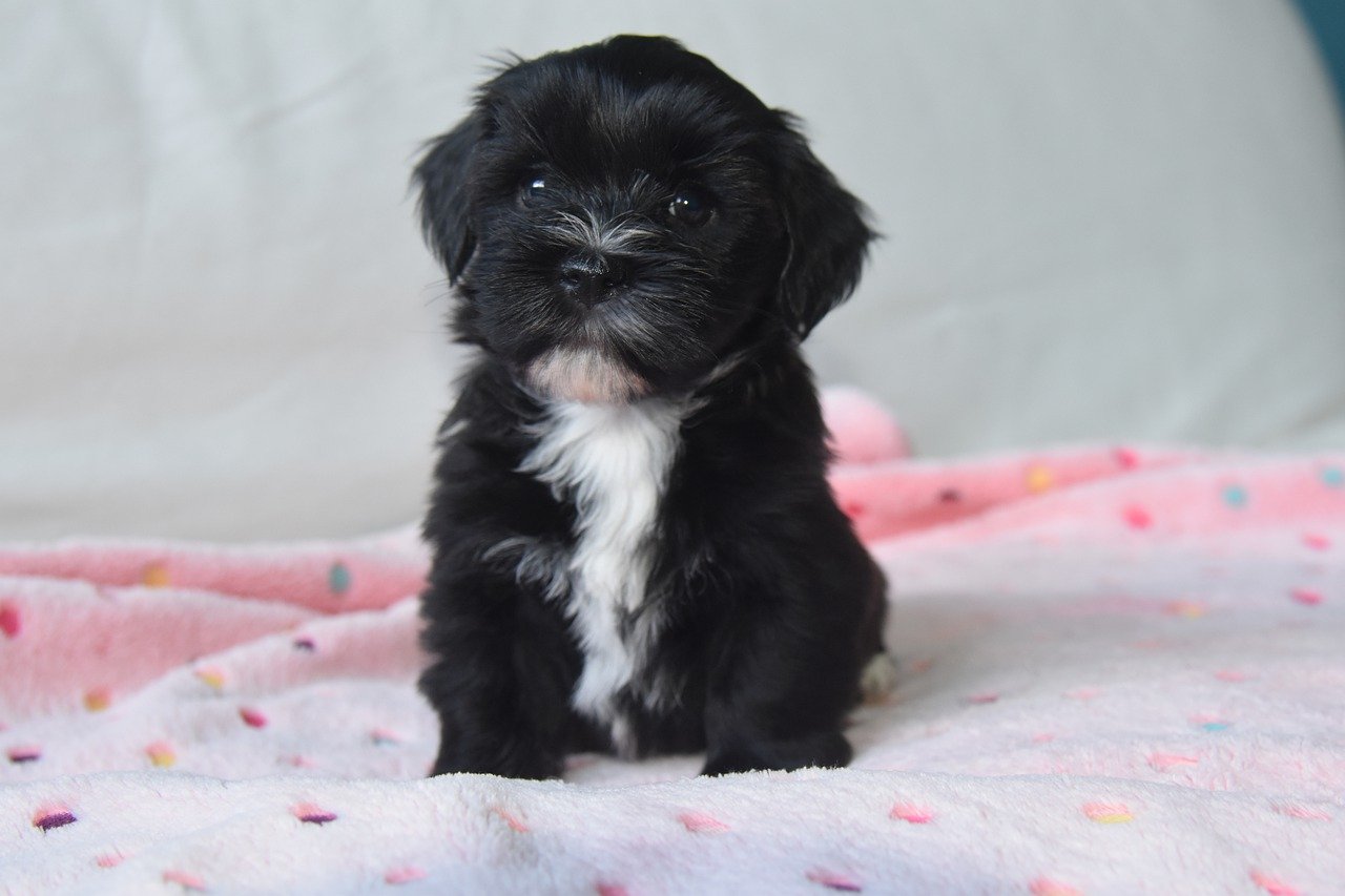 bichon havanese