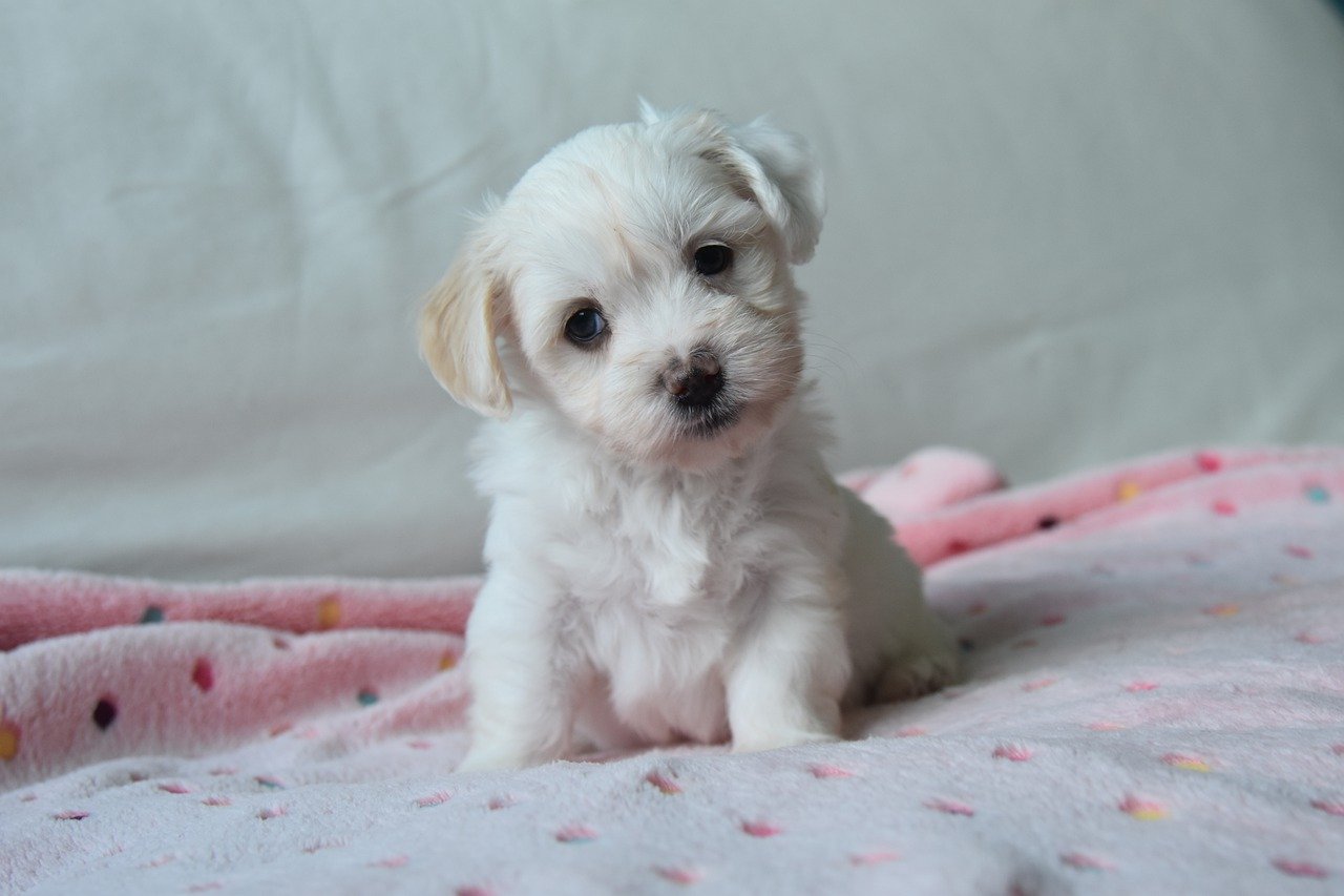 bichon havanese