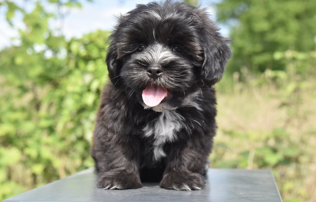 bichon havanese