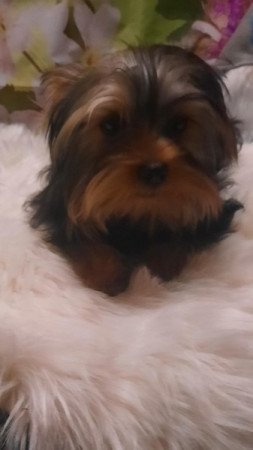 Yorkshire terrier