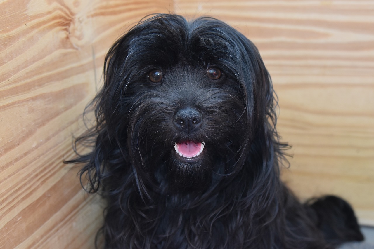 bichon havanese