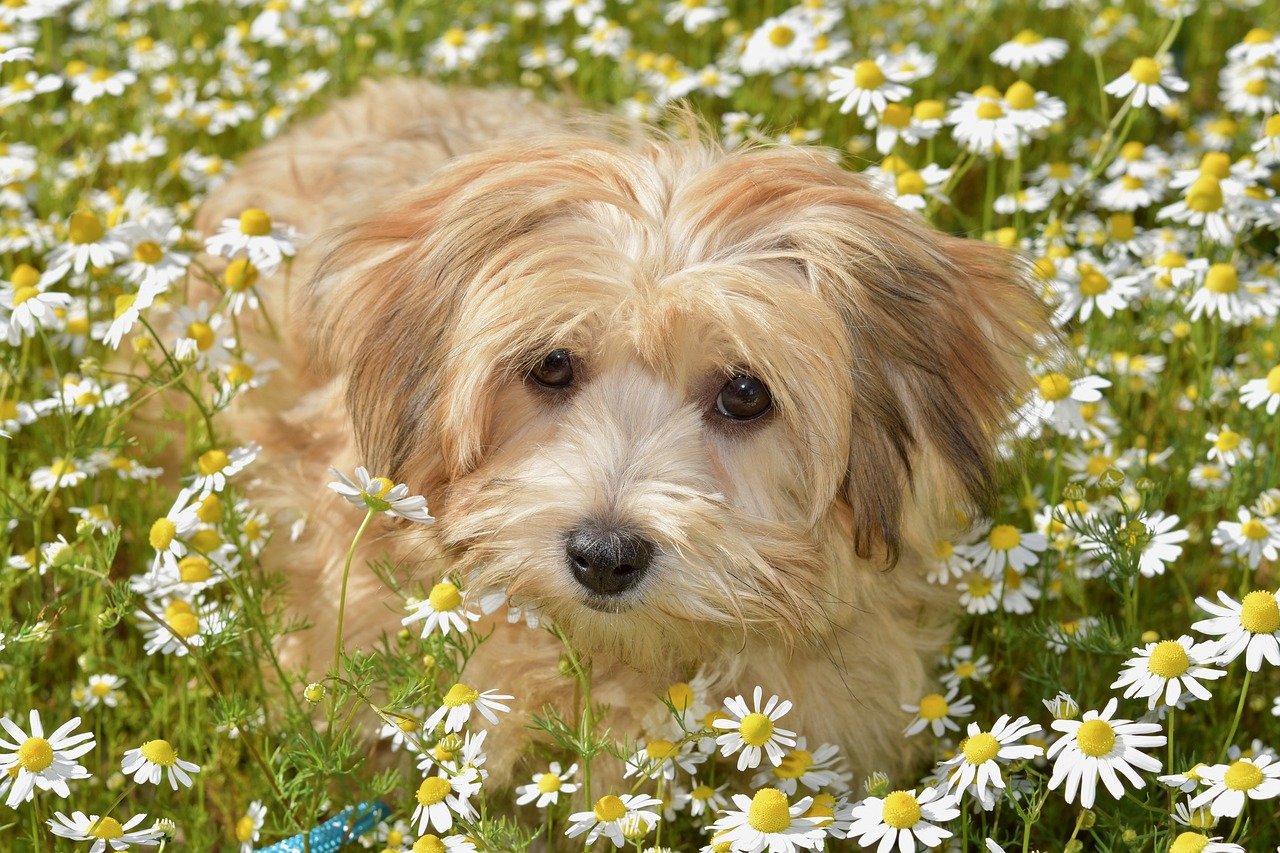 bichon havanese