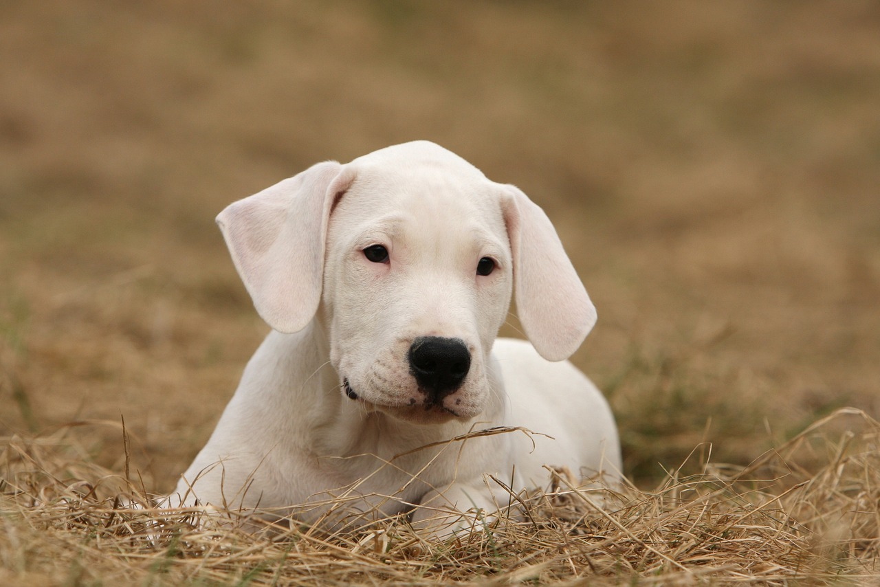 argentin dog