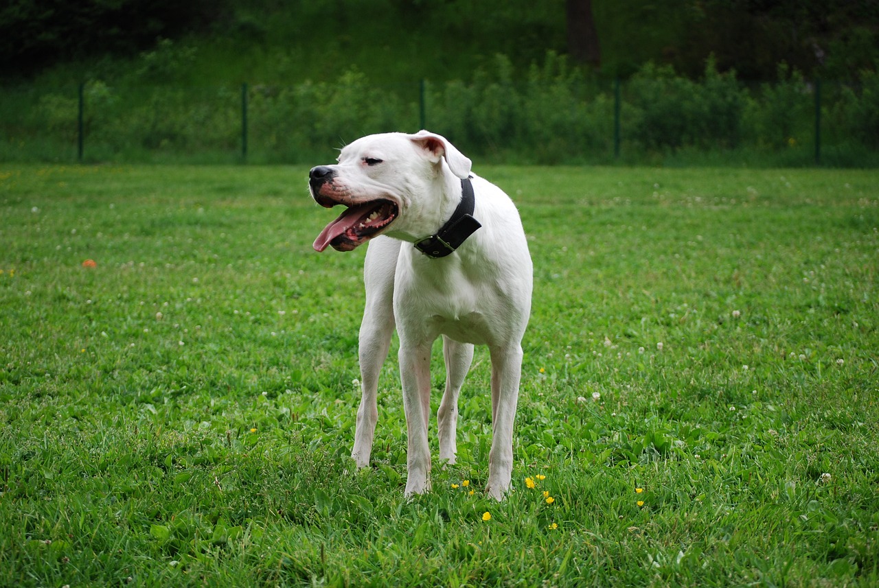 argentin dog