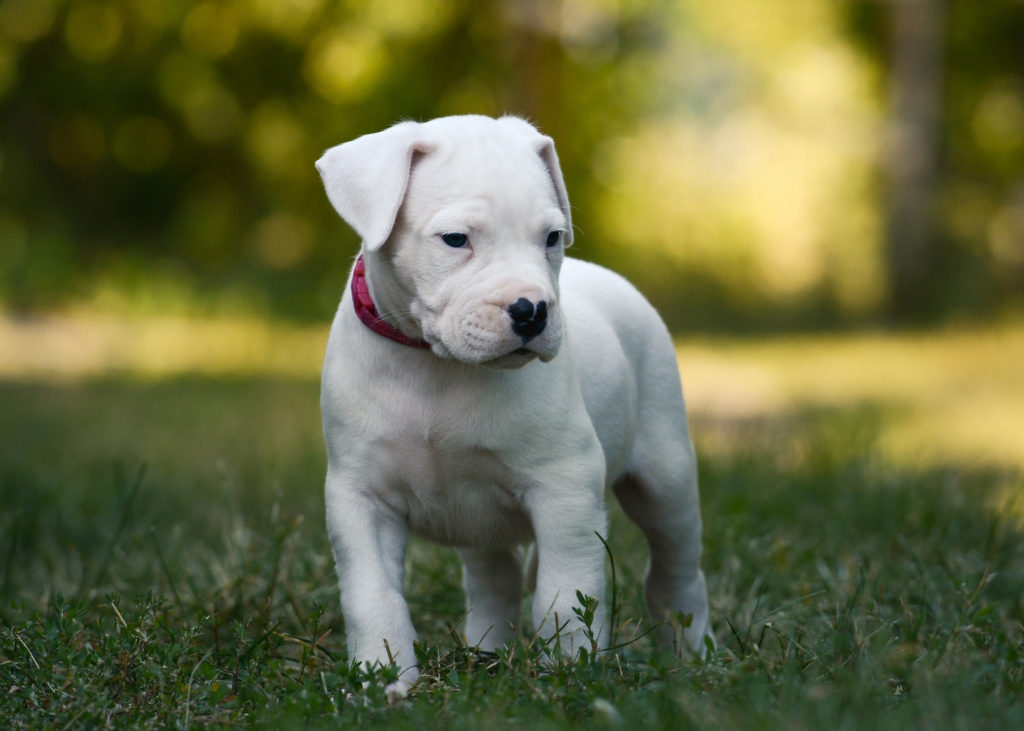 argentin dog