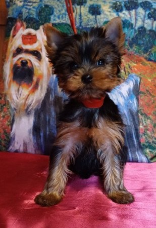 Yorkshire terrier