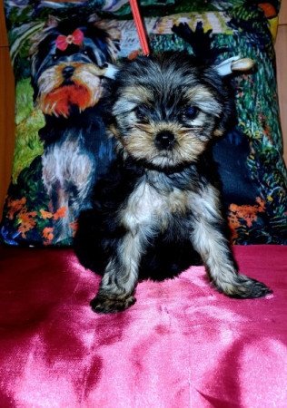 Yorkshire terrier