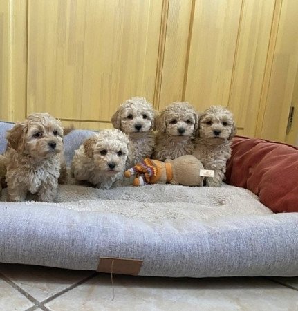 Maltipoo maltai es torpe uszkar