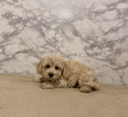 Maltipoo maltai selyem es torpe uszkar