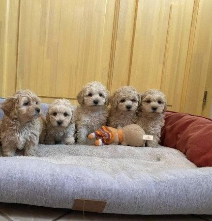 Maltipoo maltai es torpe uszkar