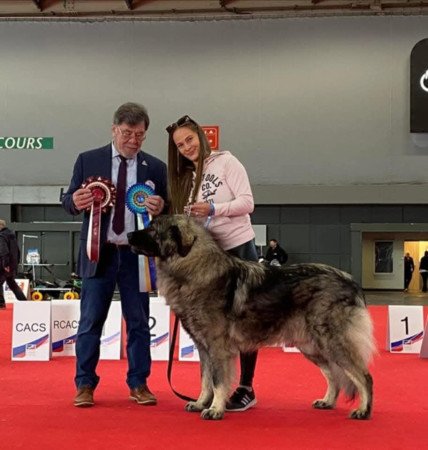 Gyönyörű és egészséges Sarplaninai kiskutyák eladók