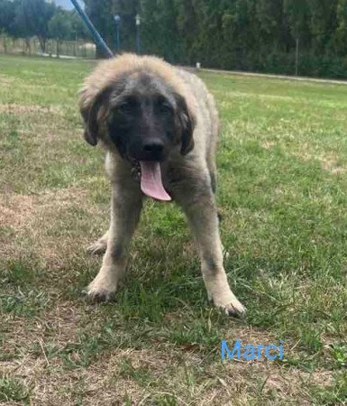 Gyönyörű és egészséges Sarplaninai kiskutyák eladók